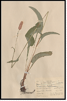 Polygonum bistorta L.
