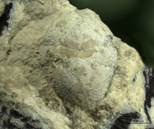 Goniodromites kubai