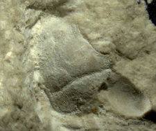 Goniodromites kubai