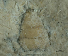 Goniodromites species