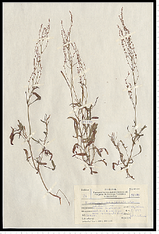 Rumex tenuifolius (Wallr.) Á. Löve
