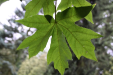 Acer macrophyllum Pursh