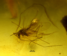 Chironomidae (Orthocladiinae)