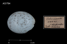 Monticola saxatilis