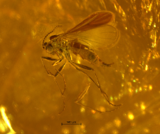 Sciaridae