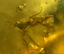 Sciaridae
