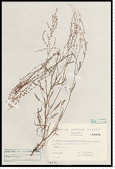 Rumex tenuifolius (Wallr.) Á. Löve