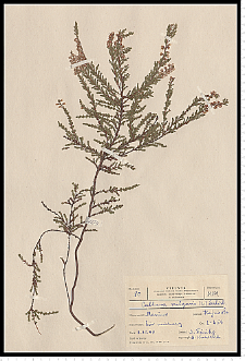 Calluna vulgaris (L.) Hull