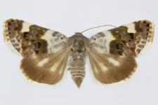 Acontia lucida