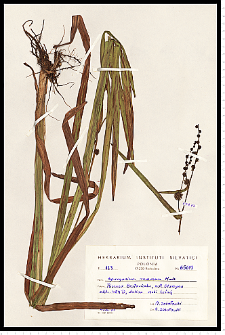 Sparganium erectum L. em. Rchb.