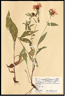 Centaurea phrygia L.