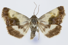 Acontia lucida
