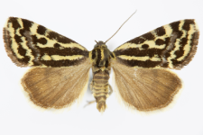 Acontia trabealis
