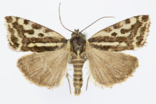 Acontia trabealis
