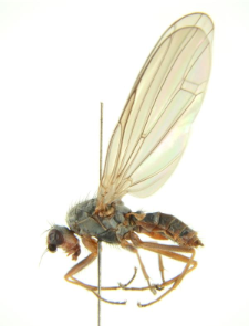Heteromyza atricornis Meigen, 1830