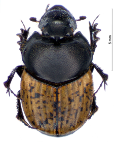 Onthophagus gibbulus (Pallas, 1781)