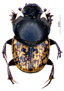Onthophagus nuchicornis (Linnaeus, 1758)