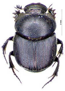 Onthophagus ovatus (Linnaeus, 1767)