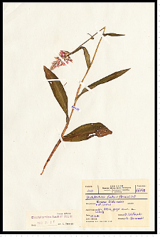 Dactylorhiza fuchsii (Druce) Soó