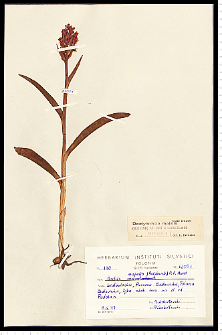 Dactylorhiza majalis (Rchb.) P. F. Hunt & Summerh.