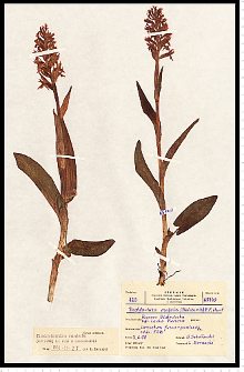 Dactylorhiza majalis (Rchb.) P. F. Hunt & Summerh.