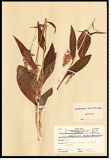 Dactylorhiza fuchsii (Druce) Soó