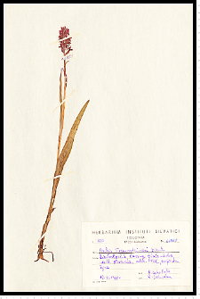 Dactylorhiza traunsteineri (Saut.) Soó