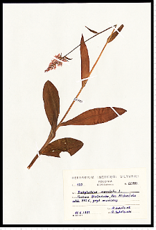 Dactylorhiza maculata (L.) Soó