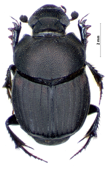 Onthophagus taurus (Schreber, 1759)