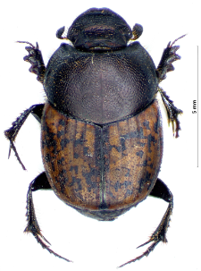 Onthophagus fracticornis (Preyssler, 1790)