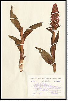 Dactylorhiza majalis (Rchb.) P. F. Hunt & Summerh.