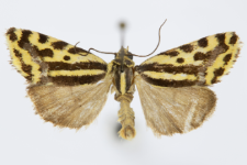 Acontia trabealis