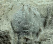 Goniodromites kubai