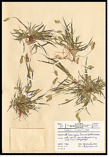 Setaria viridis (L.) P. Beauv.