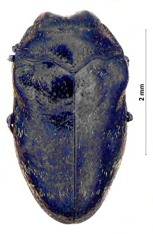 Trachys troglodytes L. Gyllenhal, 1817