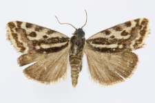 Acontia trabealis
