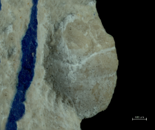 Goniodromites species