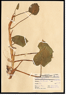 Calla palustris L.