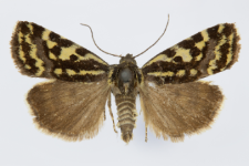 Acontia trabealis