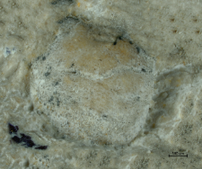 Goniodromites kubai
