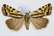 Acontia trabealis