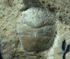 Goniodromites kubai