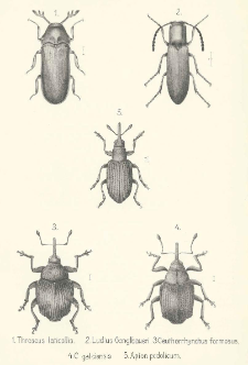 Coleopterorum species novae minusve cognitae in Galicia inventae. [Cz. 1]