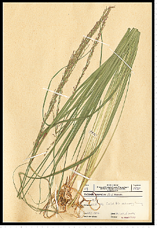 Molinia caerulea (L.) Moench