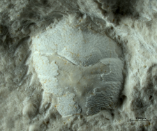 Goniodromites species