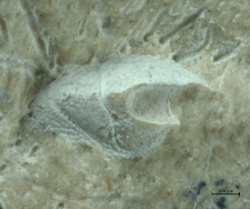 Goniodromites species