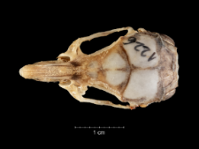 Gerbillus pyramidum