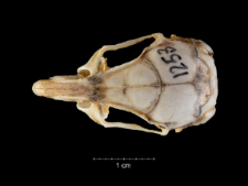 Gerbillus pyramidum