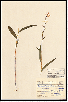 Cephalanthera rubra (L.) Rich.