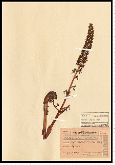 Neottia nidus-avis (L.) Rich.
